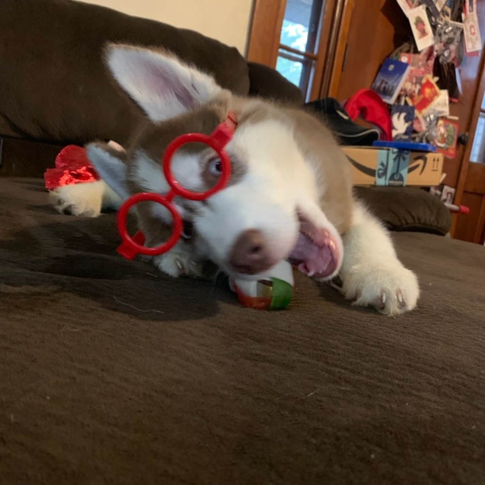 Meet your Posher, Lauren